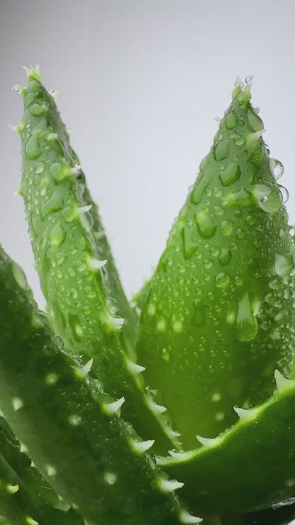 Aloe Flash Boost Step 4 (15ml)